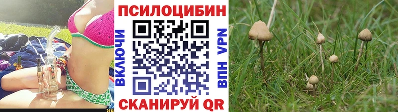 Псилоцибиновые грибы Psilocybine cubensis  mega ONION  Клинцы 